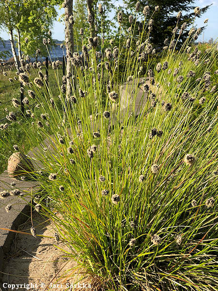 Sesleria heufleriana, kevtlupikka